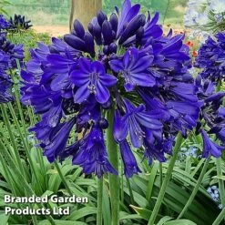 Agapanthus 'Midnight Sky' -Flourish Flora AGAP MIDNIGHTS H44690