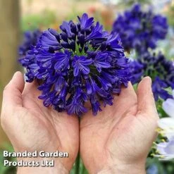 Agapanthus 'Midnight Sky' -Flourish Flora AGAP MIDNIGHTS H44692
