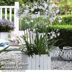 Agapanthus Duo -Flourish Flora AGAP TWISTER S06877