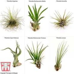 Air Plant Mixed Collection -Flourish Flora AIR KB3490 B