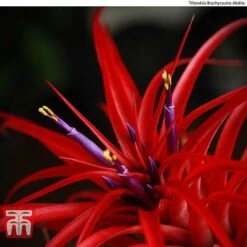 Air Plant Mixed Collection -Flourish Flora AIR KB3490 C