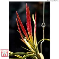 Air Plant Mixed Collection -Flourish Flora AIR KB3490 E