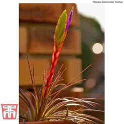 Air Plant Mixed Collection -Flourish Flora AIR KB3490 F