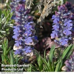 Ajuga Reptans 'Burgundy Glow' -Flourish Flora AJUG KA4174 C