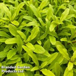 Ajuga Feathered Friends Trio -Flourish Flora AJUG CORDIALCA H394431