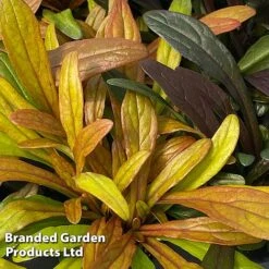 Ajuga Feathered Friends Trio -Flourish Flora AJUG FANCYFINC H394341