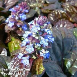 Ajuga Reptans 'Mahogany'