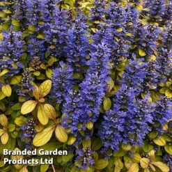 Ajuga Feathered Friends Trio -Flourish Flora AJUG PETITEPAR H394481