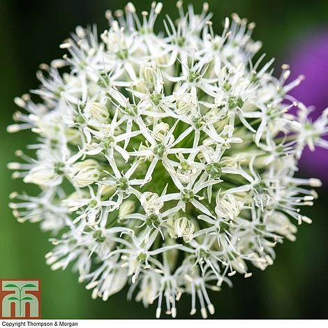 Allium Stipitatum 'Mount Everest' 1 Allium Stipitatum 'Mount Everest'