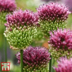 Allium Bumper Pack -Flourish Flora ALLI SPHAEROCE T07800