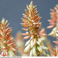 Aloe 'Safari Sunrise' -Flourish Flora ALOE KB4736 B
