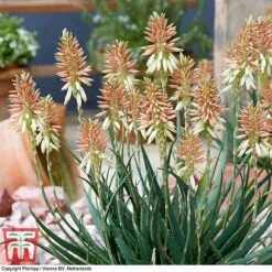 Aloe 'Safari Sunrise' -Flourish Flora ALOE KB4736 D
