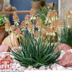 Aloe 'Safari Sunrise' -Flourish Flora ALOE KB4736 E