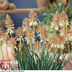 Aloe 'Safari Sunrise' -Flourish Flora ALOE KB4736 F