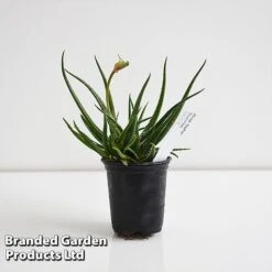 Aloe 'Safari Sunrise' -Flourish Flora ALOE SAFARI9CM T44653