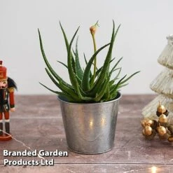 Aloe 'Safari Sunrise' -Flourish Flora ALOE SAFARISUN T44655