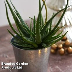 Aloe 'Safari Sunrise' -Flourish Flora ALOE SAFARISUN T44658