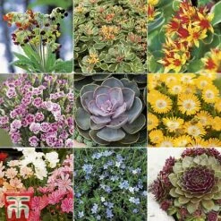 Nurserymans Choice Alpine Mix -Flourish Flora ALPI TKA2334P A