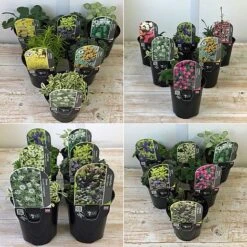 Nurserymans Choice Alpine Mix -Flourish Flora ALPI TKA2334P B