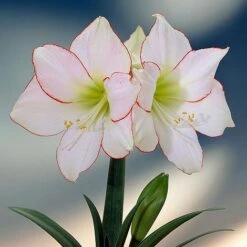 Amaryllis 'Picotee'