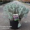 Andromeda Polifolia 'Blue Lagoon'