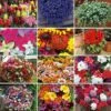 Nurseryman's Choice Summer Annual Plants