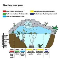 Nymphoides Peltata (Deep Water Aquatic) -Flourish Flora AQUATIC IMAGE B h 42