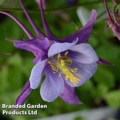 Aquilegia ‘Earlybird™ Purple Blue’ -Flourish Flora AQUI EARLYPURP S40383