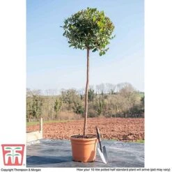 Arbutus Unedo -Flourish Flora ARBU T58130 L