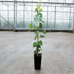 Front Page -Flourish Flora ARIS DURIOR S45250 NOW