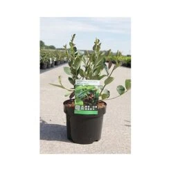 Aronia X Prunifolia 'Autumn Magic' -Flourish Flora ARON T66054 A h