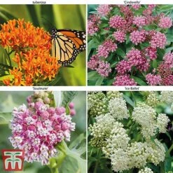 Asclepias Collection