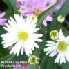 Aster Novi-belgii 'Benary's Composition'