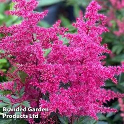 Astilbe 'Astary Rose' -Flourish Flora ASTI KC9150 B