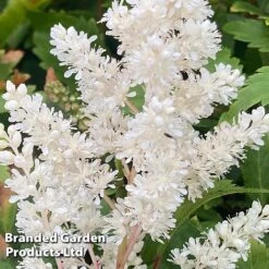 Astilbe 'Astary White' -Flourish Flora ASTI KC9151 B