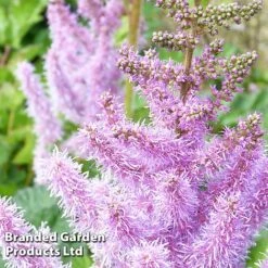 Nurserymans Choice Astilbe -Flourish Flora ASTI CHINENSIS S034342