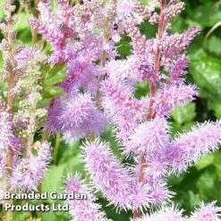 Astilbe Chinensis Var. Pumilla -Flourish Flora ASTI CHINENSIS S368451
