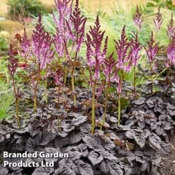 Nurserymans Choice Astilbe -Flourish Flora ASTI DARKSIDEM H417181