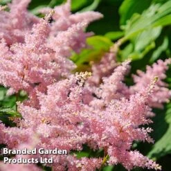 Nurserymans Choice Astilbe -Flourish Flora ASTI LOOKATME L06779