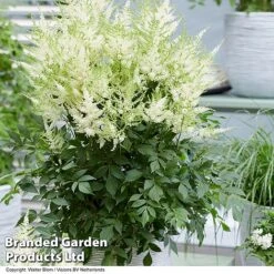 Nurserymans Choice Astilbe -Flourish Flora ASTI MOJITO S25072