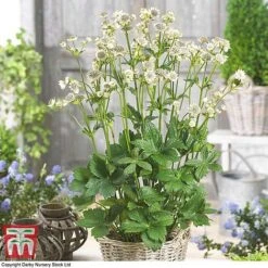 Astrantia Major 'Star Of Billion' -Flourish Flora ASTR TKA0917 A1