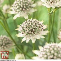 Astrantia Major 'Star Of Billion' -Flourish Flora ASTR TKA0917 B