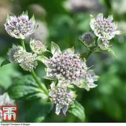 Astrantia Major 'Star Of Billion' -Flourish Flora ASTR TKA0917 C