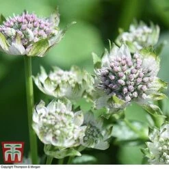 Astrantia Major 'Star Of Billion' -Flourish Flora ASTR TKA0917 E