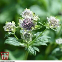 Astrantia Major 'Star Of Billion' -Flourish Flora ASTR TKA0917 F