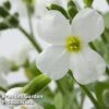 Aubretia Gracilis 'Kitte White'