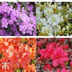 Azalea 'Dwarf Collection'