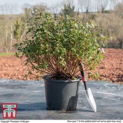 Rhododendron 'Rustica Pink' (Azalea Group) -Flourish Flora AZAL WKB9203 L