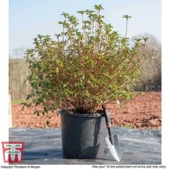 Rhododendron 'Rustica Pink' (Azalea Group) -Flourish Flora AZAL WKB9203 M