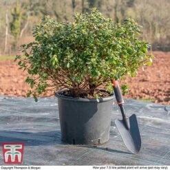 Rhododendron 'Rustica Hybrid Red' (Azalea Group) -Flourish Flora AZAL WKB9204 L